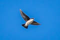 Asian House Martin Delichon dasypus dasypus 