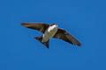 Asian House Martin Delichon dasypus dasypus 