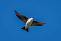 Asian House Martin Delichon dasypus dasypus 