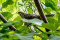 Asian Koel Eudynamys scolopaceus malayanus