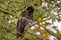 Asian Koel Eudynamys scolopaceus malayanus