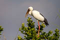 Asian Openbill Anastomus oscitans