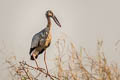 Asian Openbill Anastomus oscitans