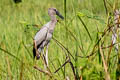 Asian Openbill Anastomus oscitans