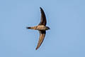 Asian Palm Swift Cypsiurus parvus infumatus