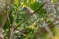 Ayeyarwady Bulbul Pycnonotus blanfordi