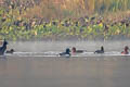 Baer's Pochard Aythya baeri