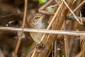 Baikal Bush Warbler Locustella davidi suschkini