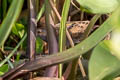 Baillon's Crake Zapornia pusilla pusilla