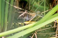 Baillon's Crake Zapornia pusilla pusilla