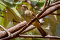 Grey-eyed Bulbul Iole viridescens propinqua (Cinnamon-vented Bulbul)