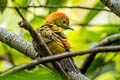 Bamboo Woodpecker Gecinulus viridis viridis