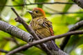 Bamboo Woodpecker Gecinulus viridis viridis