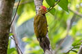 Bamboo Woodpecker Gecinulus viridis viridis