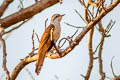 Banded Bay Cuckoo Cacomantis sonneratii sonneratii