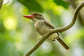 Banded Kingfisher Lacedo pulchella amabilis