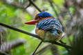 Banded Kingfisher Lacedo pulchella amabilis