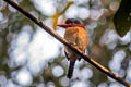 Banded Kingfisher Lacedo pulchella amabilis