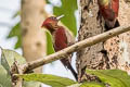 Banded Woodpecker Chrysophlegma miniaceum malaccense