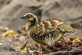 Bar-backed Partridge Arborophila brunneopectus brunneopectus