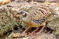 Bar-backed Partridge Arborophila brunneopectus brunneopectus