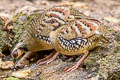 Bar-backed Partridge Arborophila brunneopectus brunneopectus