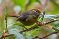 Bar-throated Minla Actinodura strigula castanicauda (Chestnut-tailed Minla)