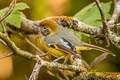 Bar-throated Minla Actinodura strigula castanicauda (Chestnut-tailed Minla)