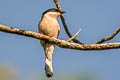 Bar-winged Flycatcher-shrike Hemipus picatus picatus