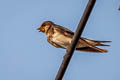 Barn Swallow Hirundo rustica ssp.