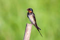 Barn Swallow Hirundo rustica ssp.