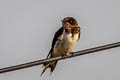 Barn Swallow Hirundo rustica ssp.