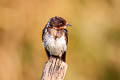 Barn Swallow Hirundo rustica ssp.