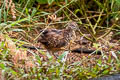 Barred Buttonquail Turnix suscitator thai