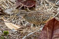 Barred Buttonquail Turnix suscitator atrogularis