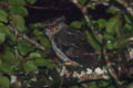 Barred Eagle-Owl Ketupa  sumatrana sumatrana