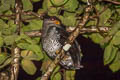 Barred Eagle-Owl Ketupa  sumatrana sumatrana