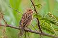 Baya Weaver Ploceus philippinus angelorum