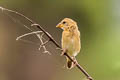 Baya Weaver Ploceus philippinus angelorum