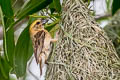 Baya Weaver Ploceus philippinus angelorum