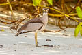 Beach Stone-curlew Esacus magnirostris (Beach Thick-knee)