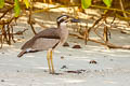 Beach Stone-curlew Esacus magnirostris (Beach Thick-knee)