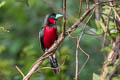 Black-and-red Broadbill Cymbirhynchus macrorhynchos siamensis