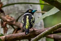 Black-and-yellow Broadbill Eurylaimus ochromalus