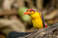 Black-backed Dwarf Kingfisher Ceyx erithaca erithaca