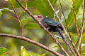 Black-bellied Malkoha Phaenicophaeus diardi diardi