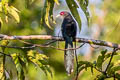 Black-bellied Malkoha Phaenicophaeus diardi diardi