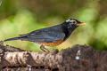 Black-breasted Thrush Turdus dissimilis