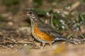 Black-breasted Thrush Turdus dissimilis