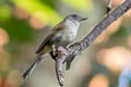 Black-browed Fulvetta Alcippe grotei eremita